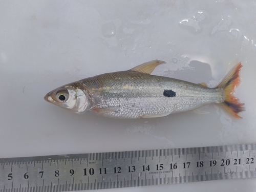 Straightmouth hemiodus (Hemiodus orthonops) — Hemiodontidae — 4