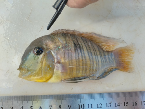 Argentine humphead (Gymnogeophagus balzanii) — Cichlidae