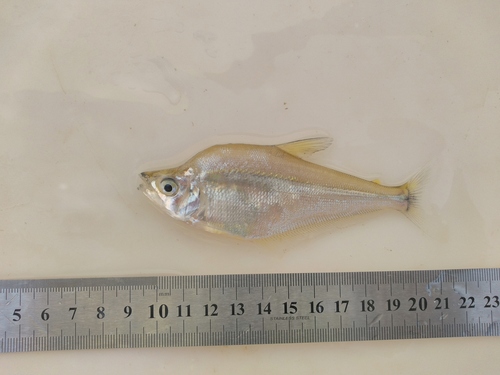 Silver sabretooth tetra (Cynopotamus argenteus) — Characidae — 2