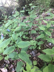 Mertensia subcordata