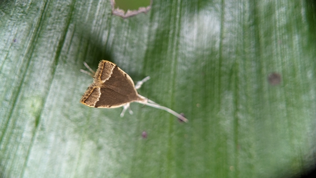 Long-horned Moths from Ooruttambalam, Kerala 695507, India on March 26 ...