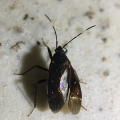 Neolethaeus assamensis