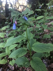 Matt Benotsch, CC BY, iNaturalist via GBIF Mertensia subcordata, photograph Matt Benotsch, CC BY, iNaturalist via GBIF