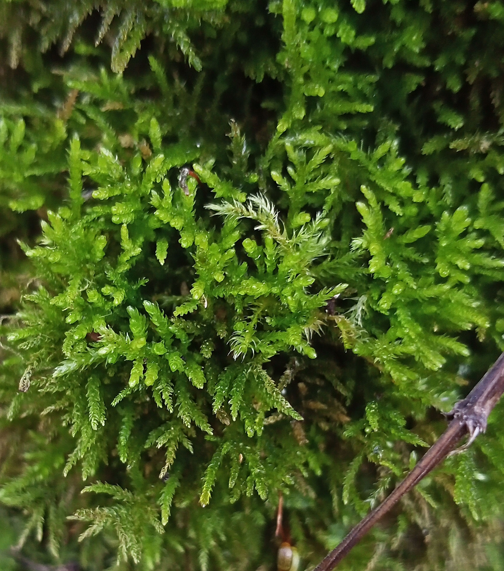 Eurhynchiastrum pulchellum