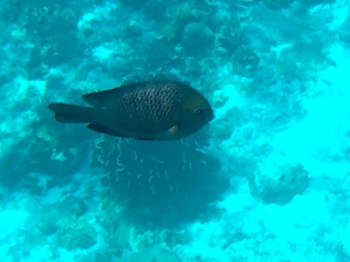 Three-spot Dascyllus (Dascyllus trimaculatus)