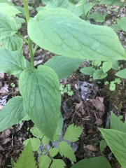 Matt Benotsch, CC BY, iNaturalist via GBIF Mertensia subcordata, photograph Matt Benotsch, CC BY, iNaturalist via GBIF