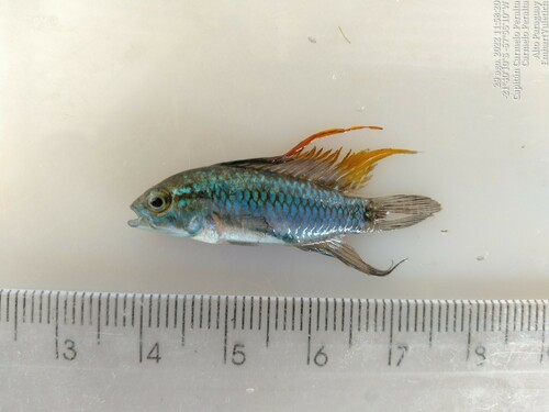 Threestripe dwarf cichlid (Apistogramma trifasciata) — Cichlidae — 2