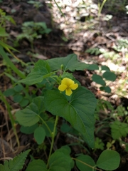 Viola lobata integrifolia