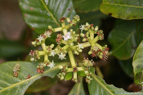 Psychotria gardneri observed 2024-03-22