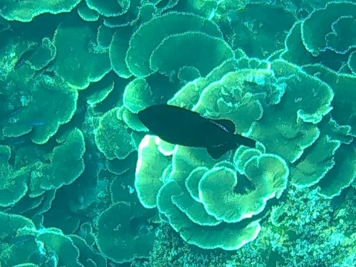 Black-finned Triggerfish (Melichthys indicus)