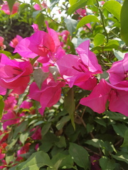 Bougainvillea