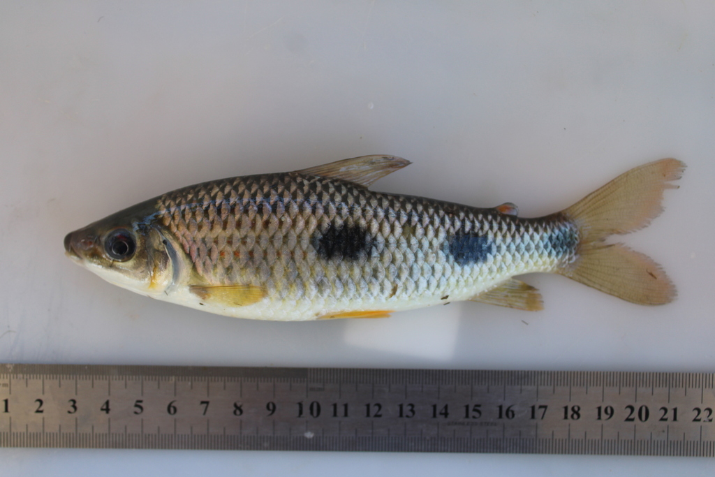 Sharptooth leporinus (Leporinus acutidens) — Anostomidae