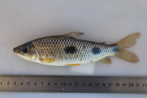 Sharptooth leporinus (Leporinus acutidens) — Anostomidae