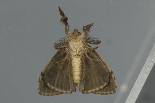 Cocoa Tussock Moth photo 4