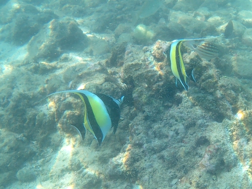 Moorish Idol (Zanclus cornutus)