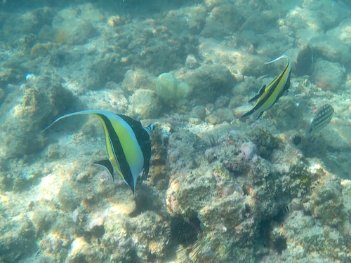 Moorish Idol (Zanclus cornutus)