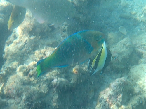Greencheek Parrotfish (Scarus prasiognathos)