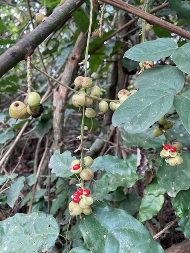 Alchornea cordifolia