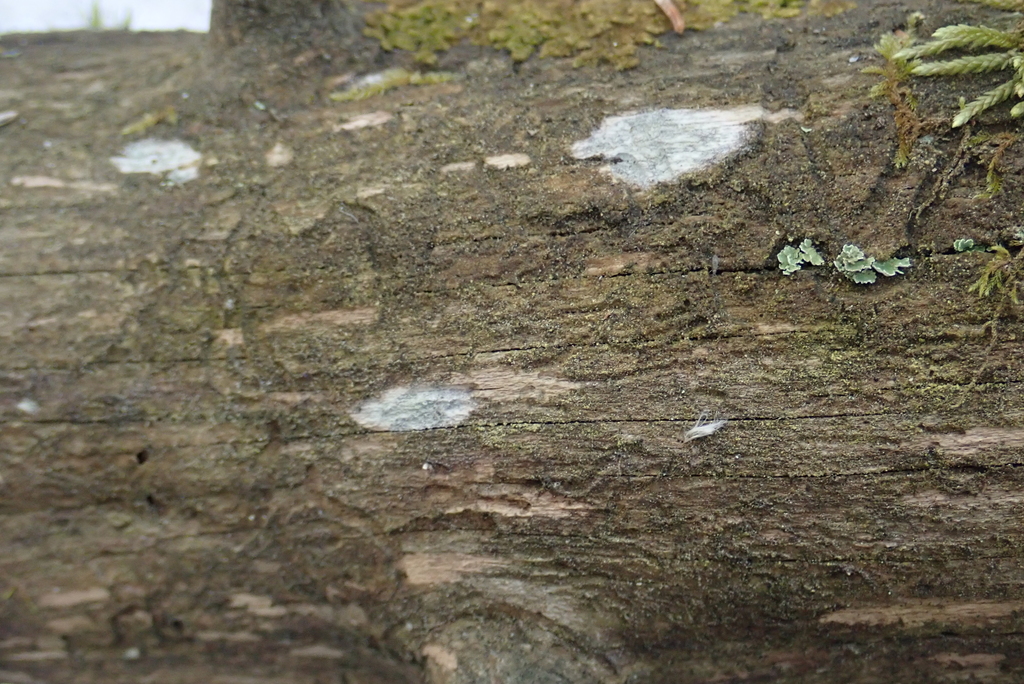 Globulicium