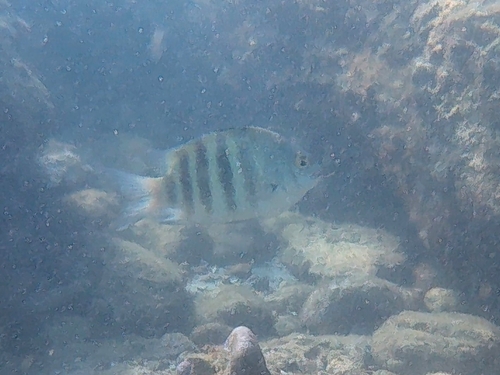 Banded Sergeant (Abudefduf septemfasciatus)