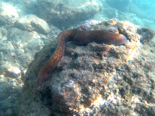 White-eyed Moray (Gymnothorax thyrsoideus)