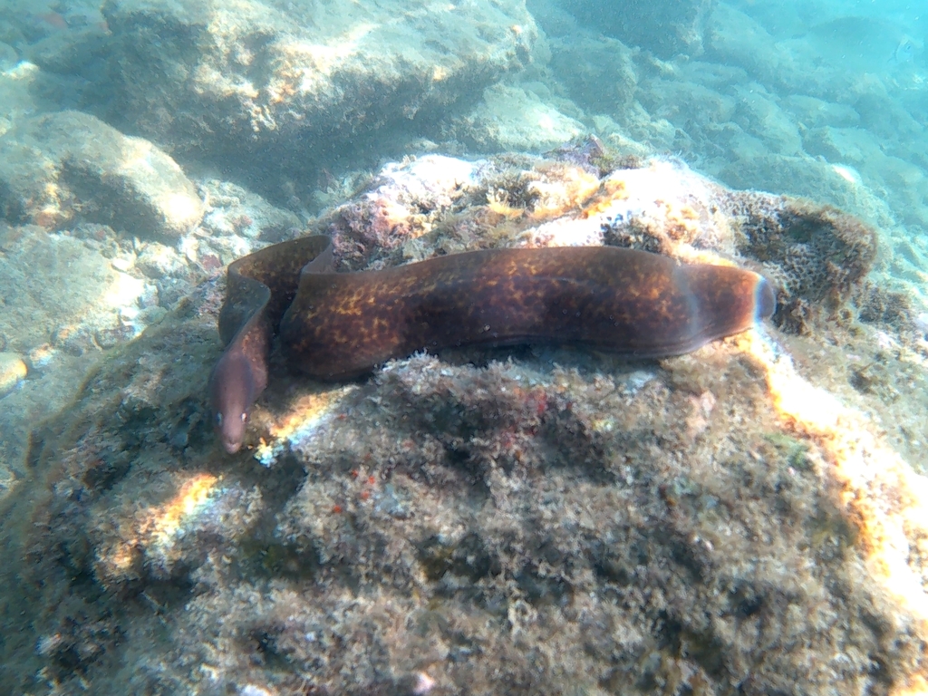 White-eyed Moray (Gymnothorax thyrsoideus) — recorded at Anemone Reef