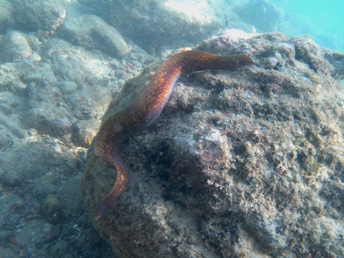 White-eyed Moray (Gymnothorax thyrsoideus)
