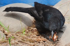 Molothrus bonariensis