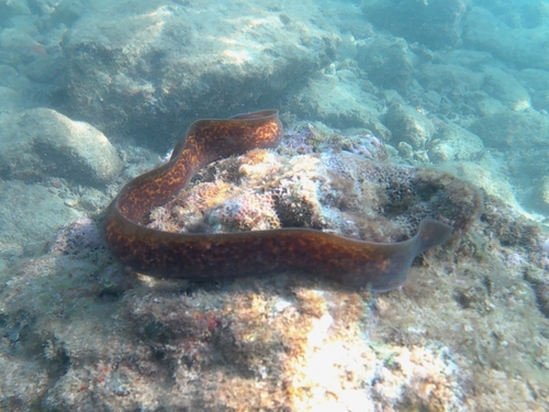 White-eyed Moray (Gymnothorax thyrsoideus)
