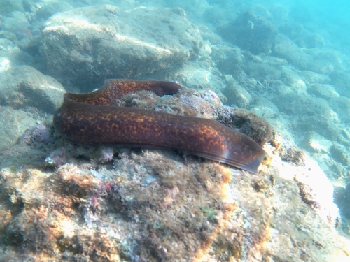 White-eyed Moray (Gymnothorax thyrsoideus)