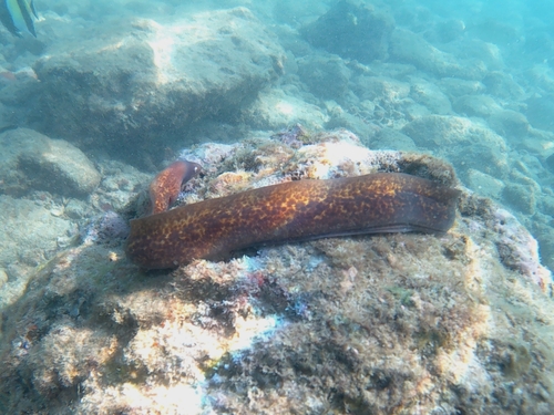 White-eyed Moray (Gymnothorax thyrsoideus)