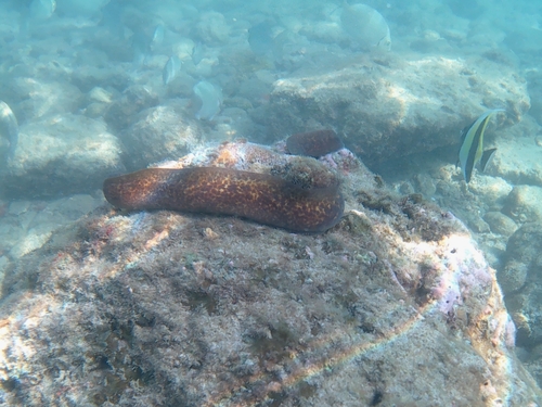 White-eyed Moray (Gymnothorax thyrsoideus)