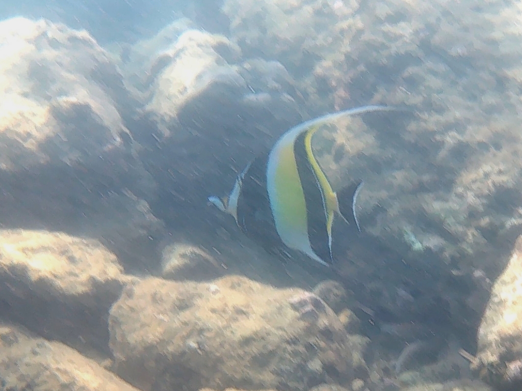 Moorish Idol (Zanclus cornutus) — recorded at Bungalow Bay South Wall