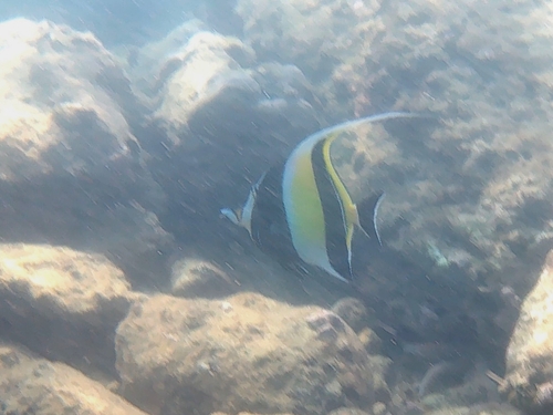 Moorish Idol (Zanclus cornutus)