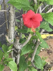 Hibiscus