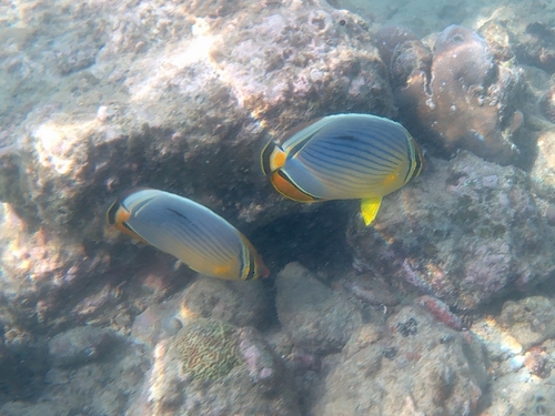 Indian Redfin Butterflyfish (Chaetodon trifasciatus)