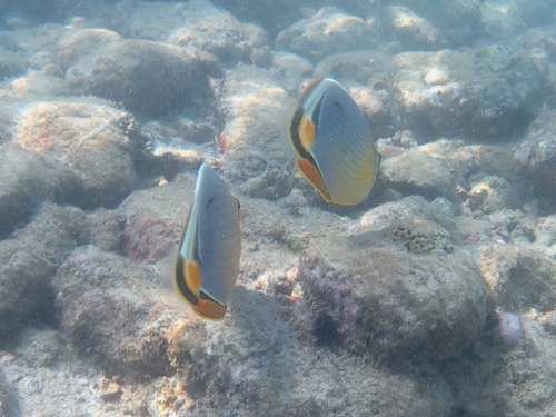 Indian Redfin Butterflyfish (Chaetodon trifasciatus)