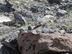 Oenanthe melanoleuca