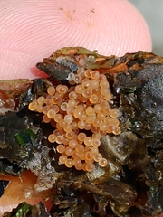 Aulorhynchus flavidus