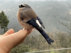 Grey-Headed Bullfinch photo 3