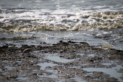 Common Ringed Plover