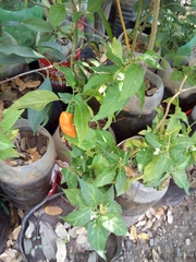 Capsicum chinense