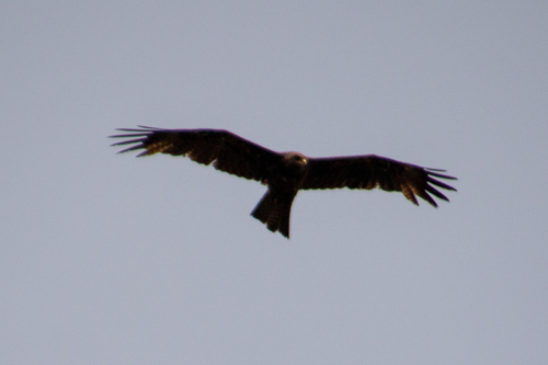 Yellow-billed Kite
