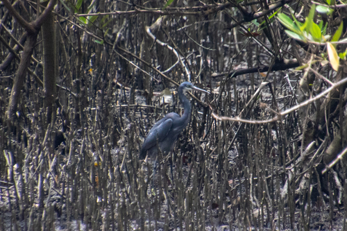 Western Reef Heron