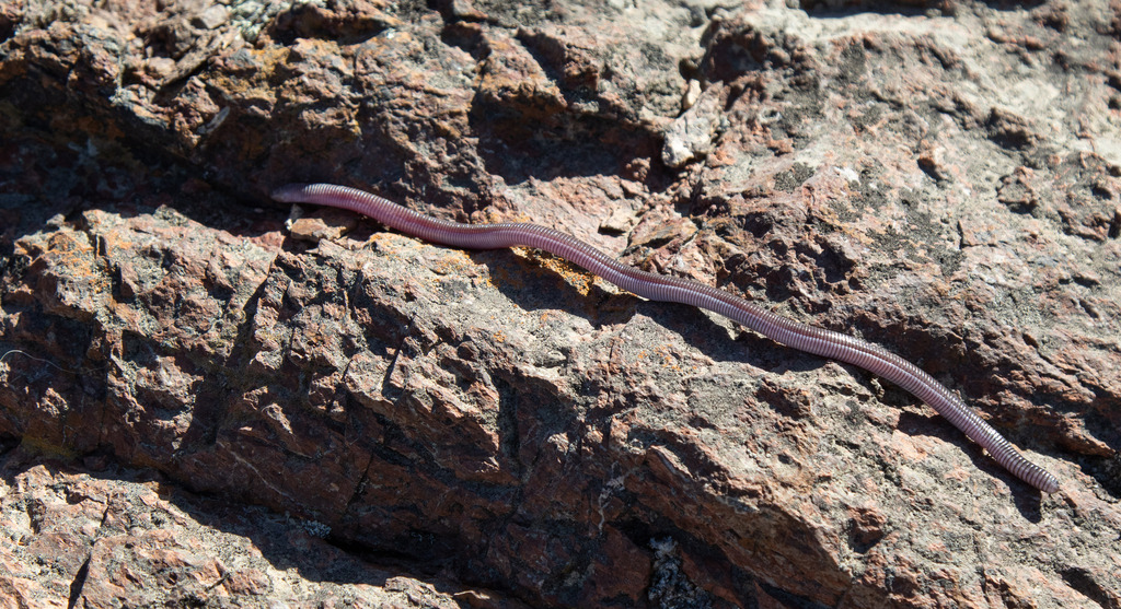 Lead Worm Lizard