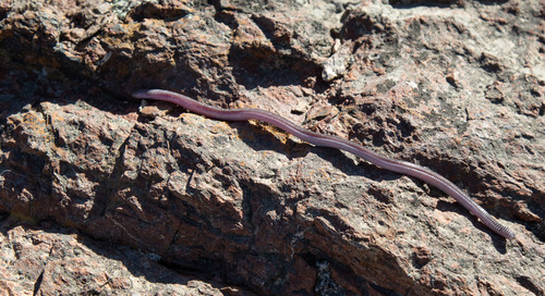 Lead Worm Lizard, Amphisbaena plumbea