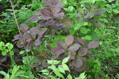 Cotinus