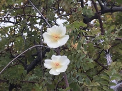 Angiospermae