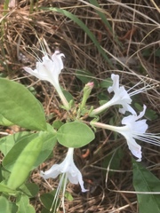 Rhododendron atlanticum