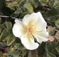 Angiospermae